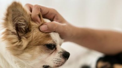 Фото - Люди заражают коронавирусом собак